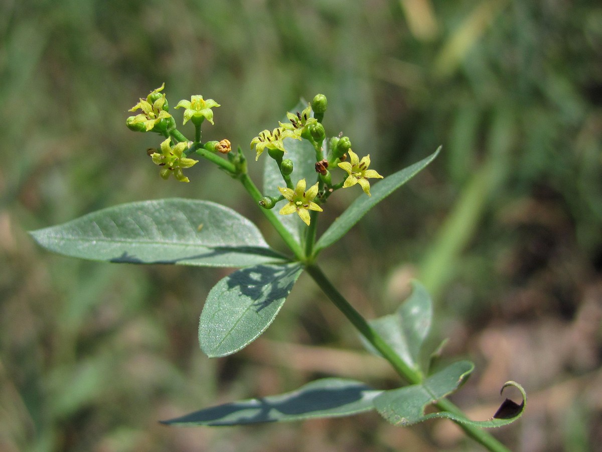 Image of Rubia tinctorum specimen.