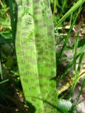 Dactylorhiza baltica