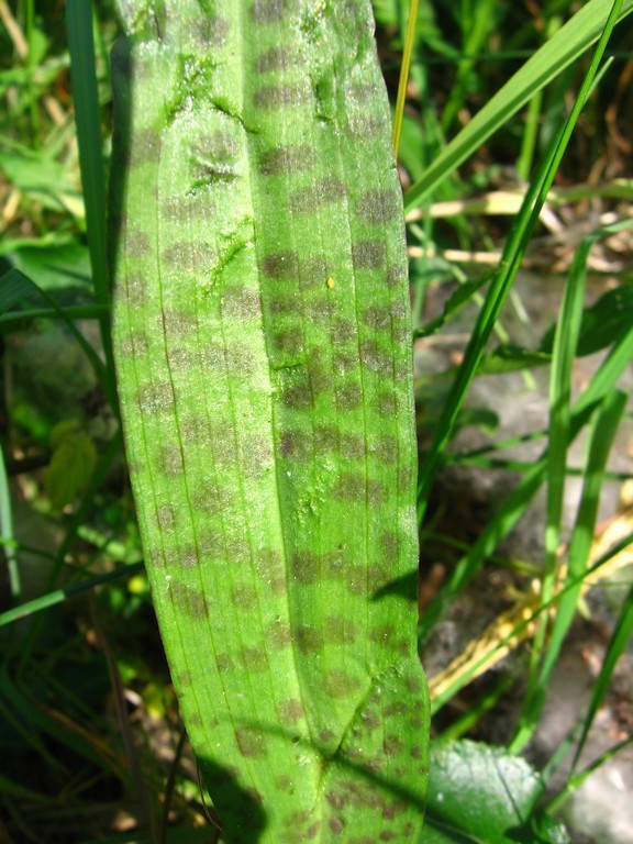 Изображение особи Dactylorhiza baltica.