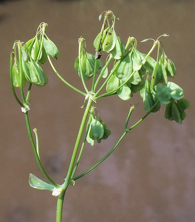 Image of Thalictrum contortum specimen.