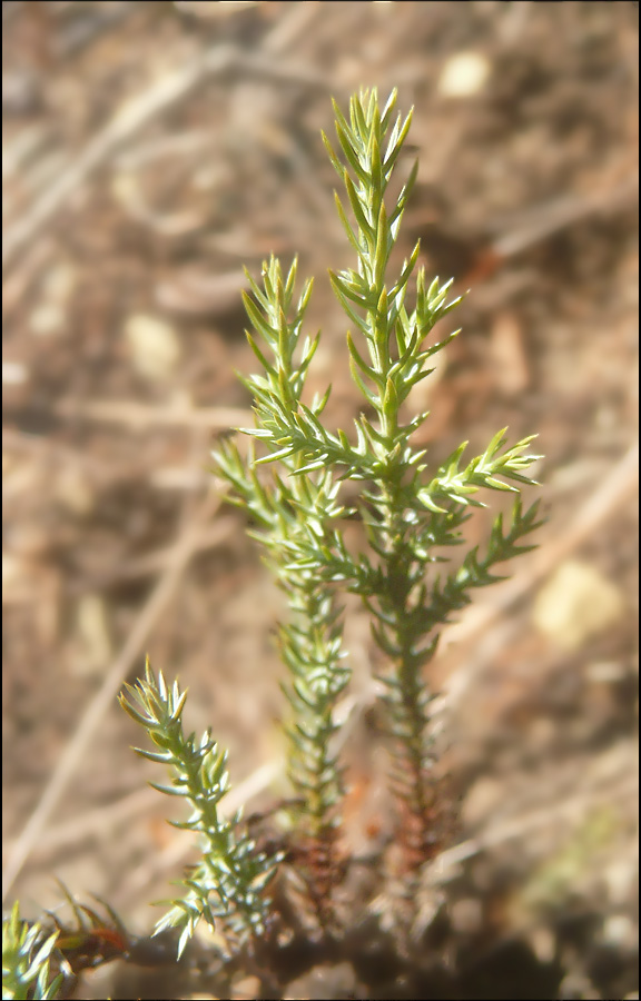 Image of Juniperus foetidissima specimen.