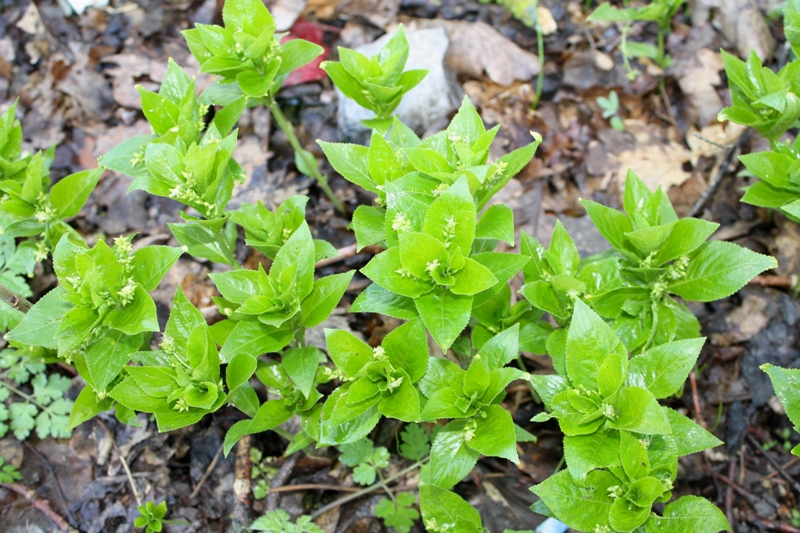 Image of Mercurialis perennis specimen.