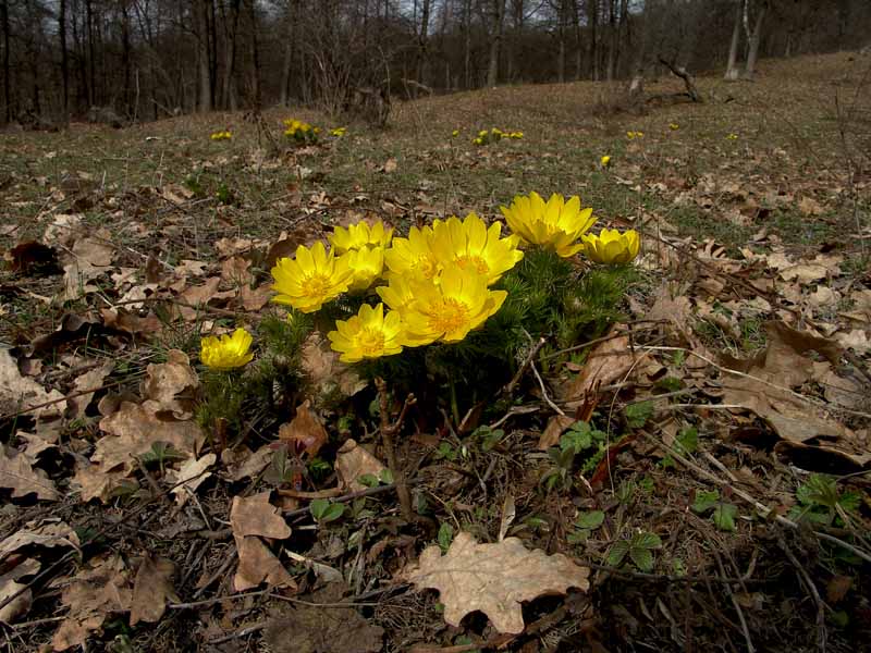 Изображение особи Adonis vernalis.