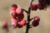 Cotoneaster oliganthus. Плоды. Узбекистан, Ташкентская обл., зап. отроги Чаткальского хр., ур. Чимган, Песочный перевал. 10.09.2011.