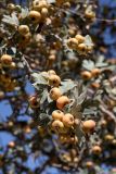 Crataegus pontica