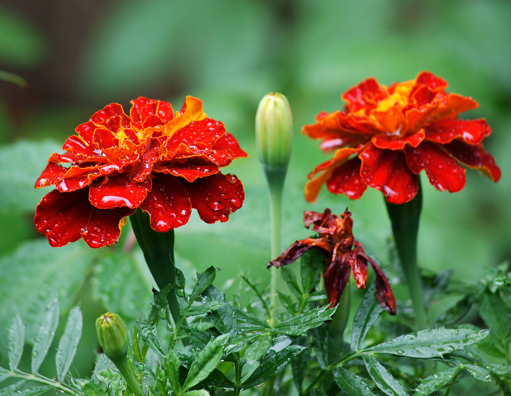 Изображение особи Tagetes patula.