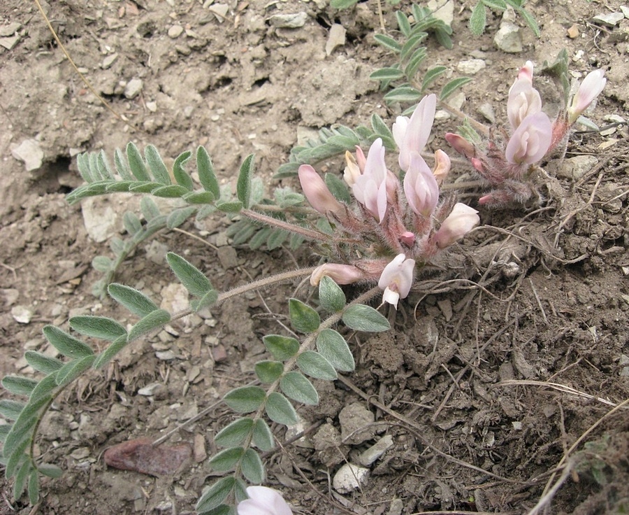 Image of Astragalus testiculatus specimen.