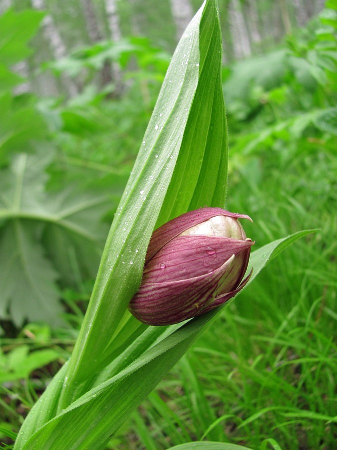 Image of Cypripedium macranthos specimen.