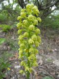 Orchis punctulata