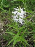 Veronica longifolia