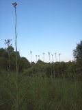 Sonchus palustris. Заросли растений в пойме реки. Курская обл., Железногорский р-н, пойма р. Погарщина за 13 мкр. 11 июля 2007 г.