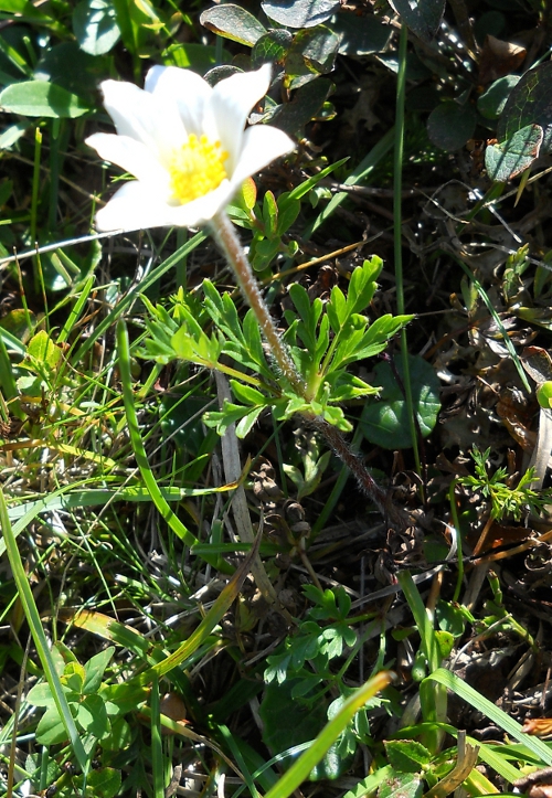 Изображение особи Pulsatilla scherfelii.