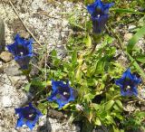 Gentiana dinarica