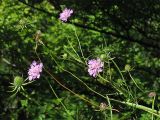 Scabiosa lucida подвид pseudobanatica. Верхушка цветущего растения с формирующимися плодами. Украина, Закарпатская обл., Раховский р-н, 700 м н.у.м., на известняковой скале среди букового леса. 26 августа 2008 г.