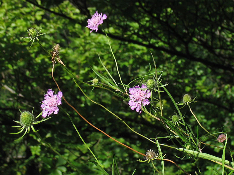 Изображение особи Scabiosa lucida ssp. pseudobanatica.