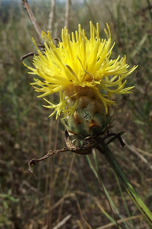 Image of Centaurea orientalis specimen.