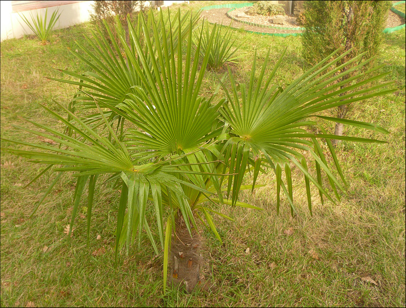 Изображение особи Trachycarpus fortunei.