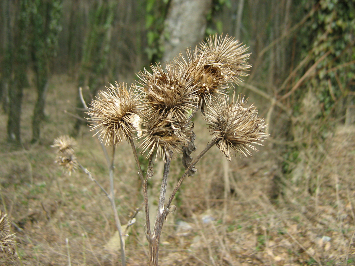 Изображение особи Arctium lappa.