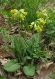 Primula macrocalyx. Цветущее растение. Крым, гора Северная Демерджи, западный склон, дубовый лес. 20 апреля 2012 г.