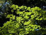 Acer pseudosieboldianum. Ветвь. Владивосток, Ботанический сад-институт ДВО РАН. 13.09.2009.