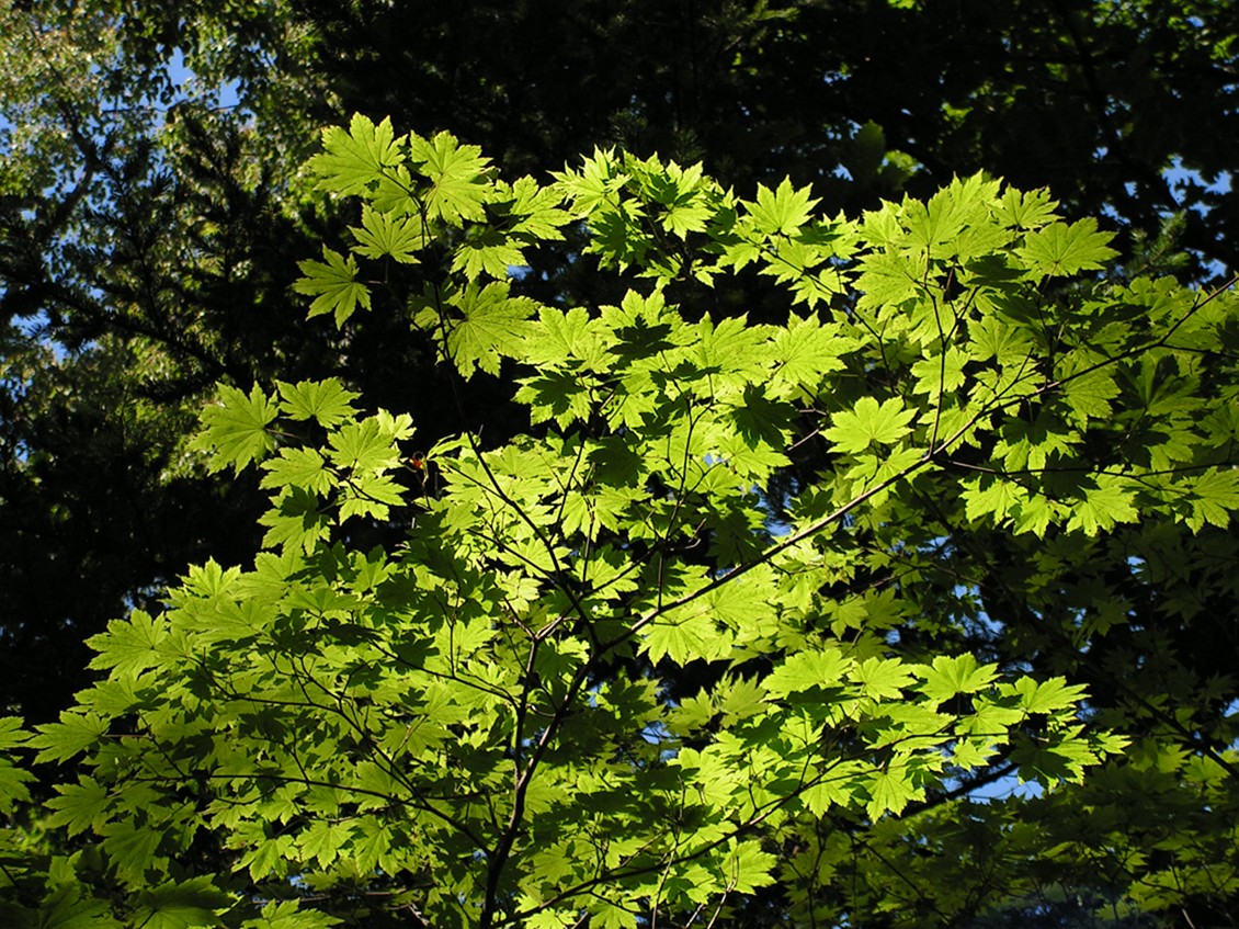 Image of Acer pseudosieboldianum specimen.