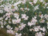 Dianthus plumarius