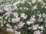 Dianthus plumarius. Верхушки побегов с цветками. Южный берег Крыма, Никитский ботанический сад. 22 мая 2012 г.