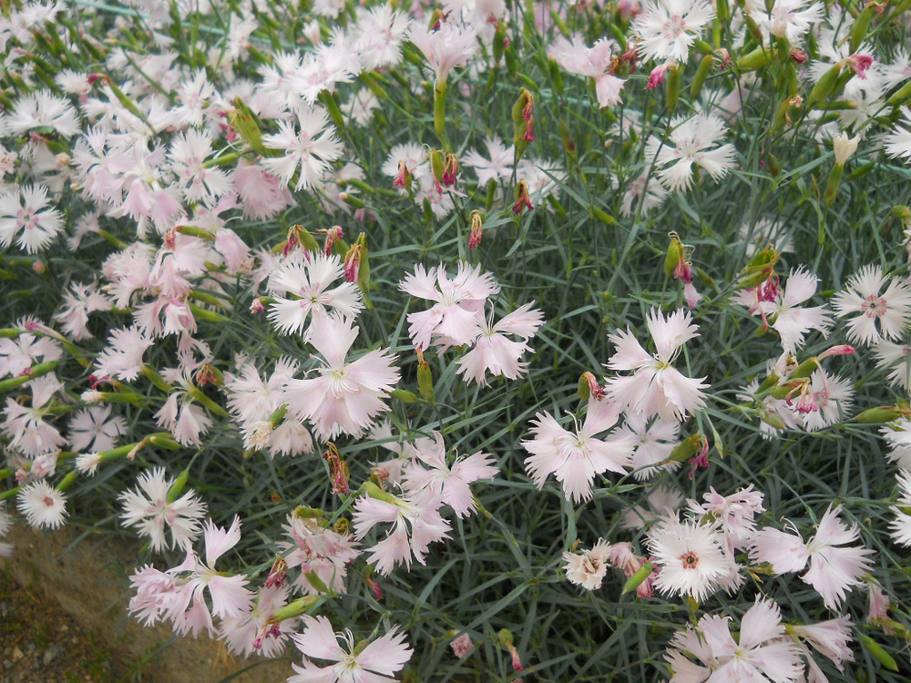 Изображение особи Dianthus plumarius.