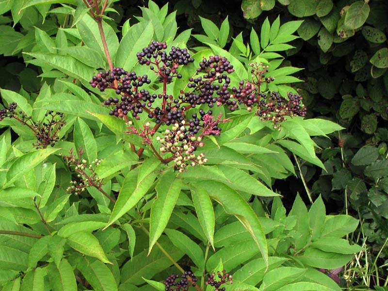 Изображение особи Sambucus ebulus.