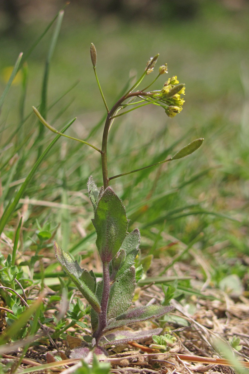 Image of Draba nemorosa specimen.