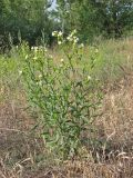 Anchusa popovii. Цветущее растение на опушке березового колка. Украина, Луганская обл, Славяносербский р-н, надпойменная песчаная терраса р. Северский Донец. 31.05.2012.