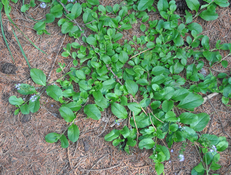 Изображение особи Veronica officinalis.