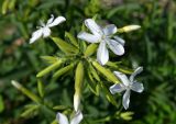 Saponaria officinalis