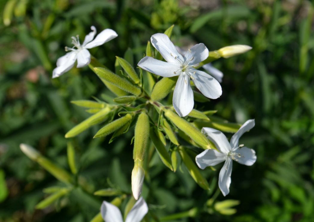 Изображение особи Saponaria officinalis.
