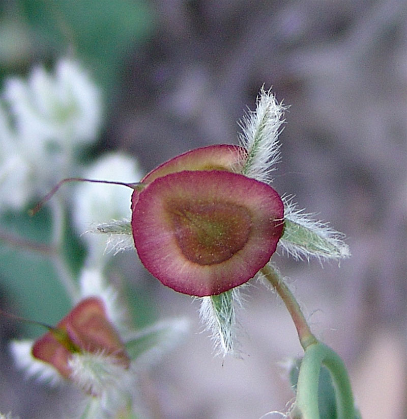 Изображение особи Rindera tetraspis.