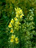 Linaria vulgaris. Верхушки побегов с соцветиями. Украина, Донецкая обл., Славянский р-н, окр. с. Богородичное. 10.07.2012.