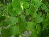 Tilia cordata. Ветвь с соплодиями. Курская обл., Беловский р-н, с. Долгий Колодезь, на меловом склоне. 16 июня 2006 г.