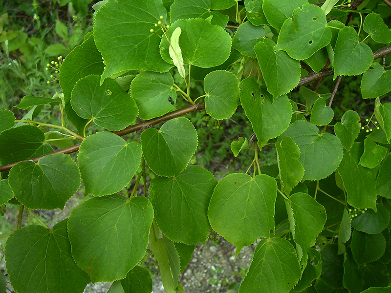 Image of Tilia cordata specimen.