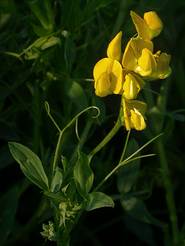 Изображение особи Lathyrus pratensis.