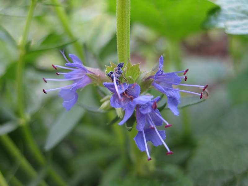 Изображение особи Hyssopus officinalis.