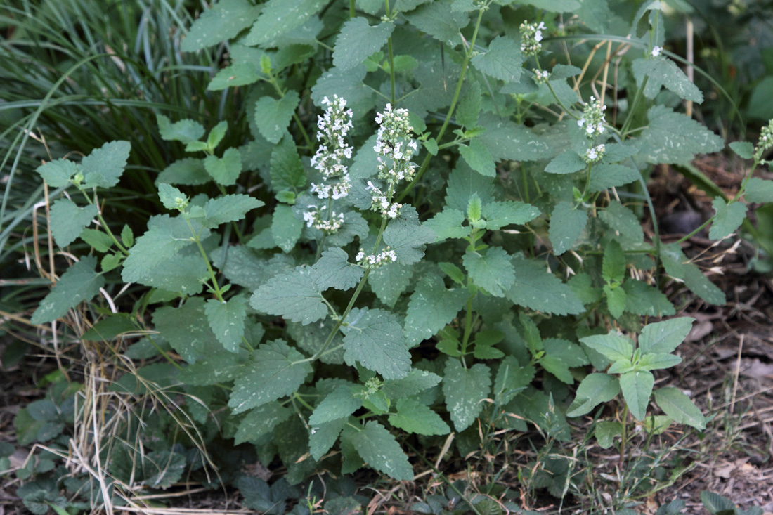 Изображение особи Nepeta cataria.