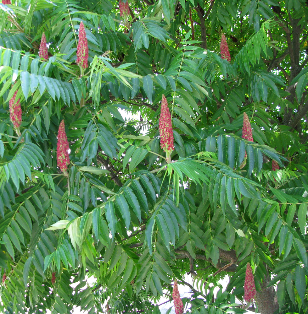 Image of Rhus typhina specimen.