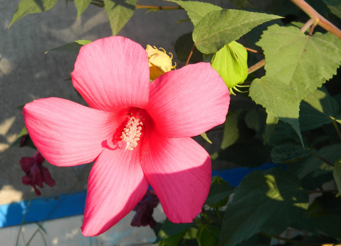 Image of Hibiscus moscheutos specimen.