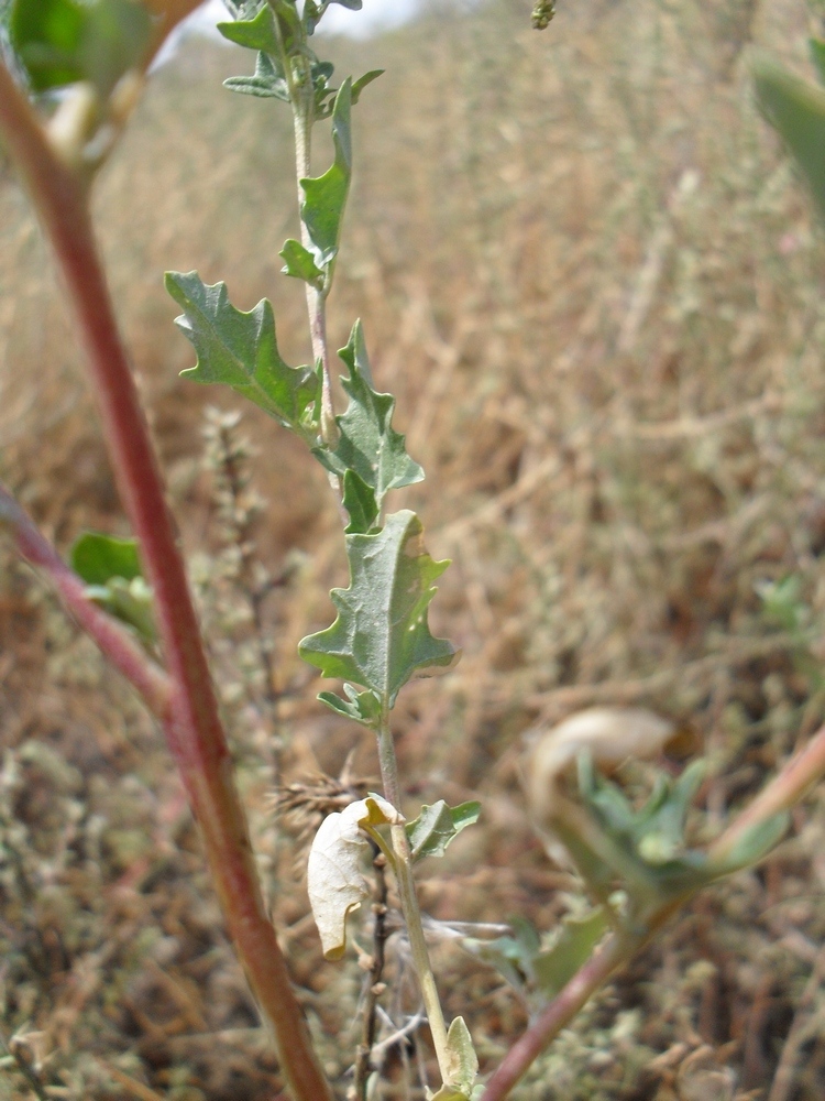 Image of Atriplex tatarica specimen.