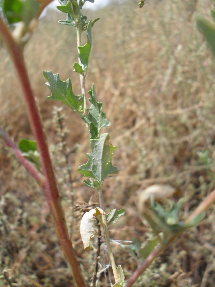 Изображение особи Atriplex tatarica.