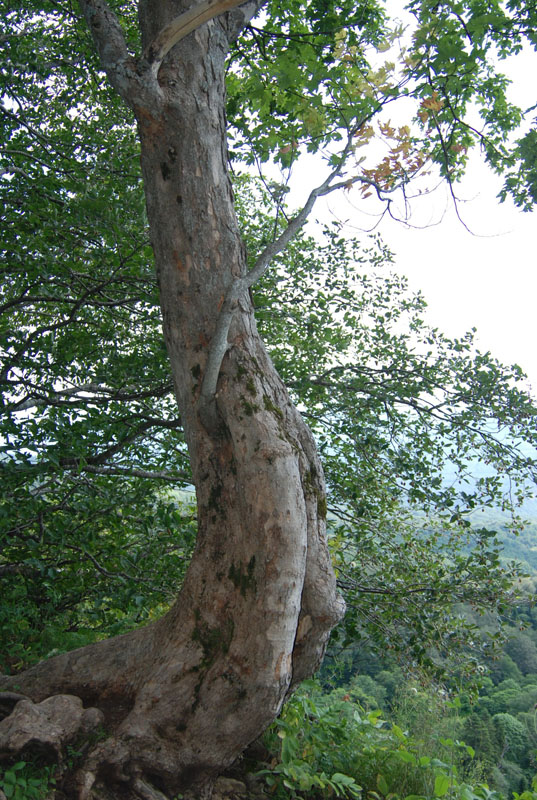 Image of Acer pseudoplatanus specimen.
