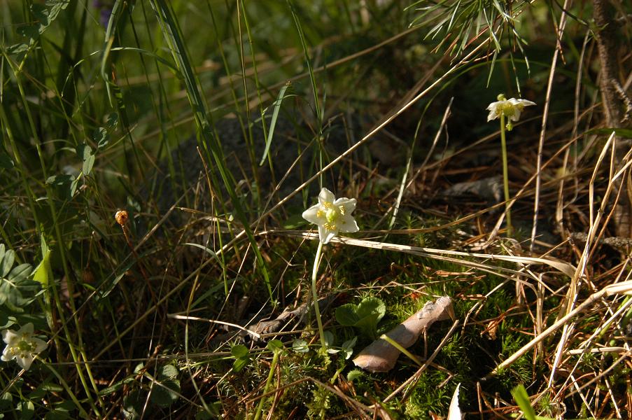 Image of Moneses uniflora specimen.