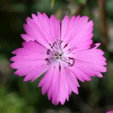 Dianthus oschtenicus. Цветок. Республика Адыгея, плато Лаго-Наки, ур. Верх. Цица. 24.07.2012.