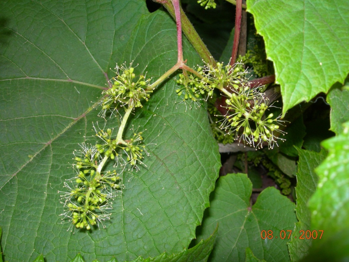 Image of Vitis coignetiae specimen.