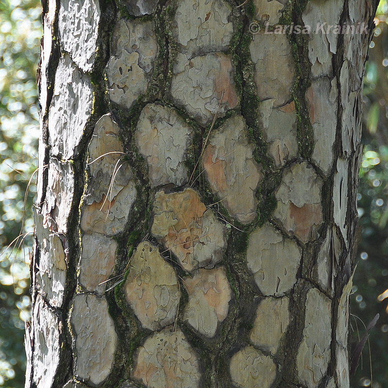 Image of Pinus roxburghii specimen.